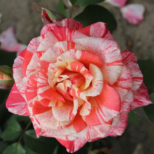 Rosen Online Kaufen stammrosen rosenbaum hochstammRosa Philatelie™ - duftlos - Stammrosen - Rosenbaum . - rot - weiß - Samuel Darragh McGredy IV.0 - 0